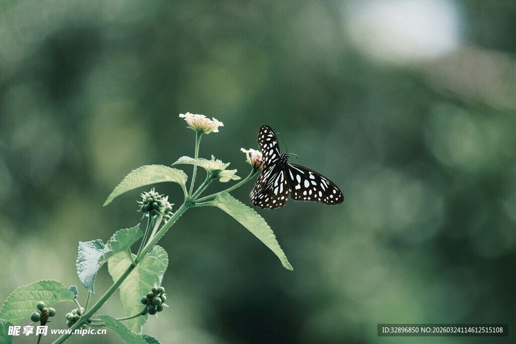蝴蝶停驻绿叶间