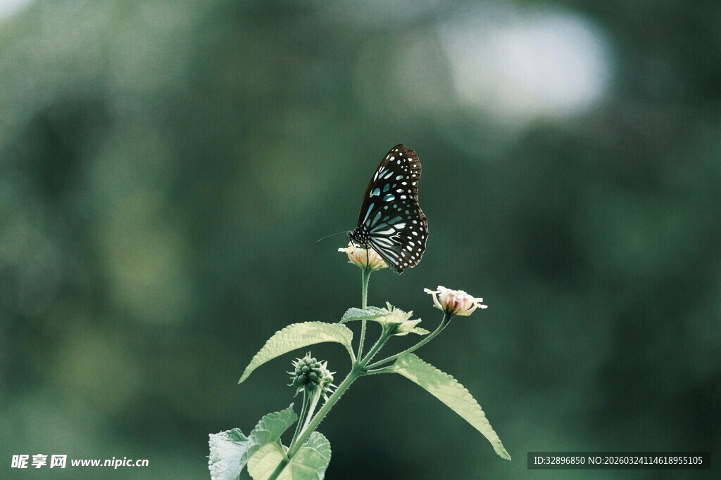 蝴蝶停驻绿植上