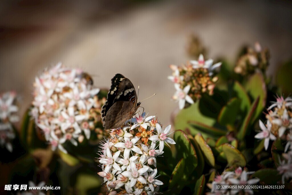 蝴蝶停驻在簇簇白花上