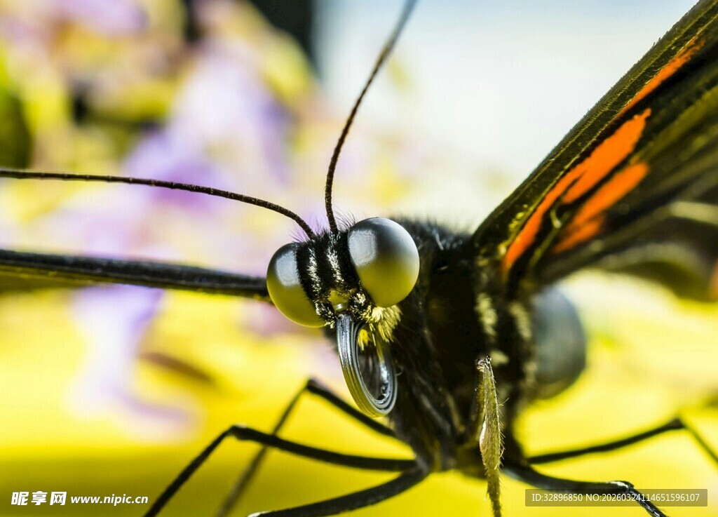 微距下的蝴蝶细节特写