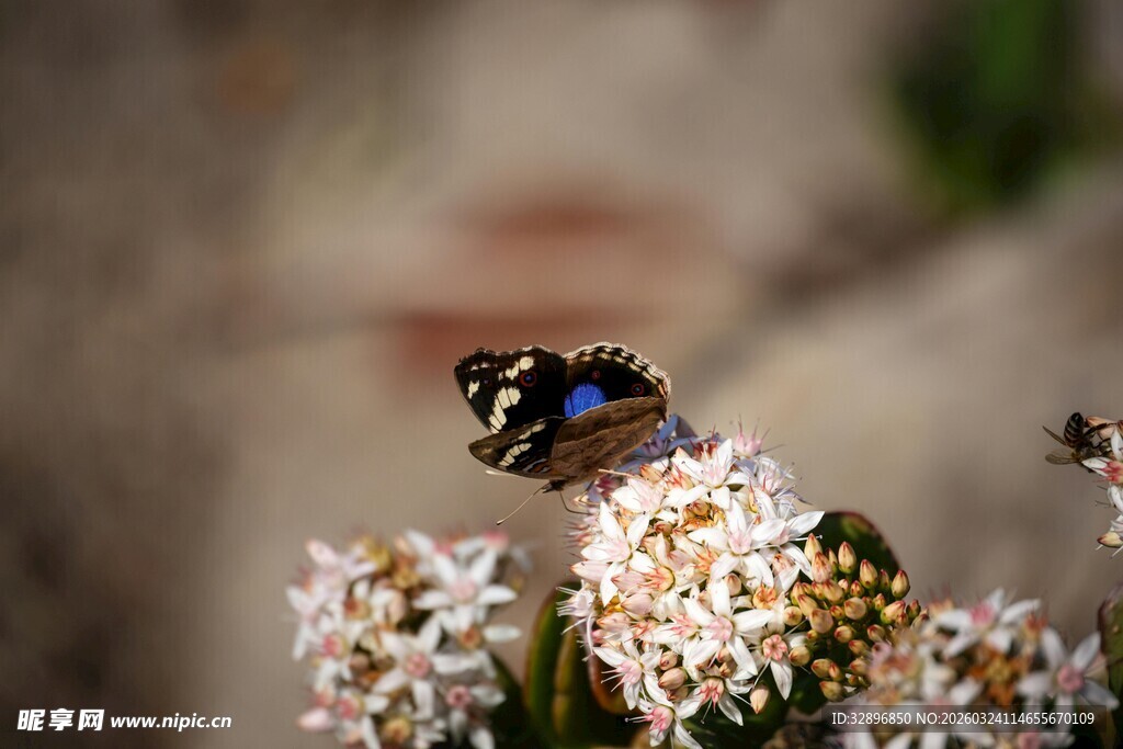 蝴蝶停驻于繁花之上