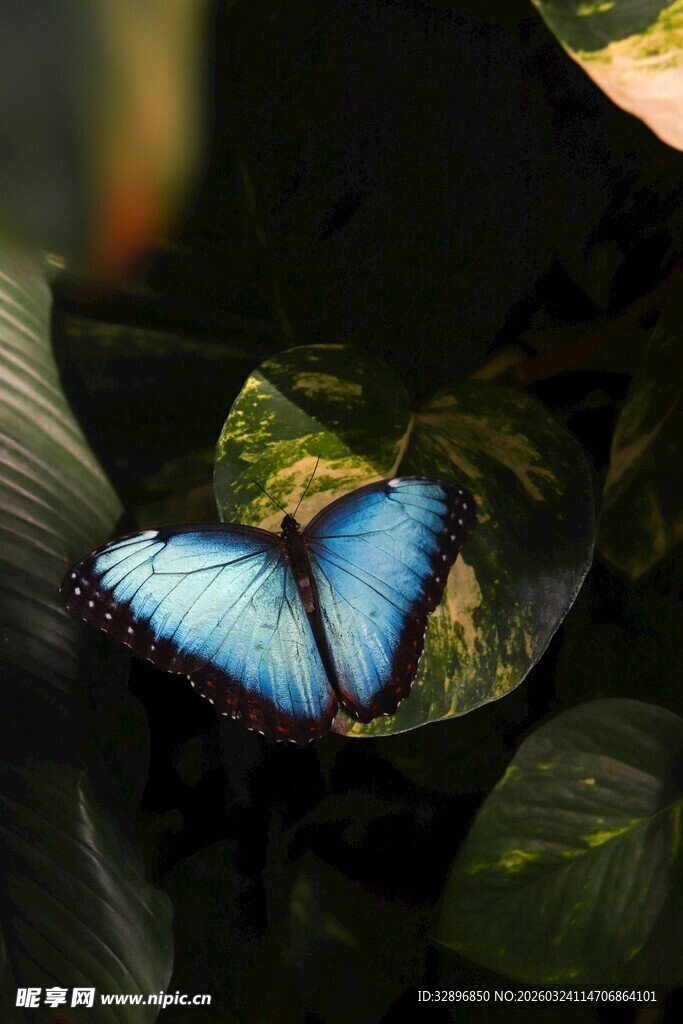 蓝蝶停于绿叶上