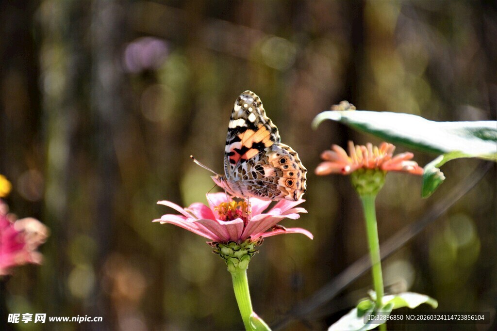 蝴蝶停驻于娇艳花朵上