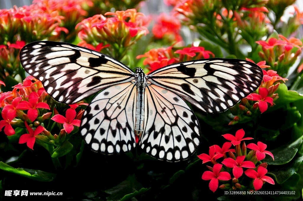 蝴蝶停驻在鲜艳花朵上
