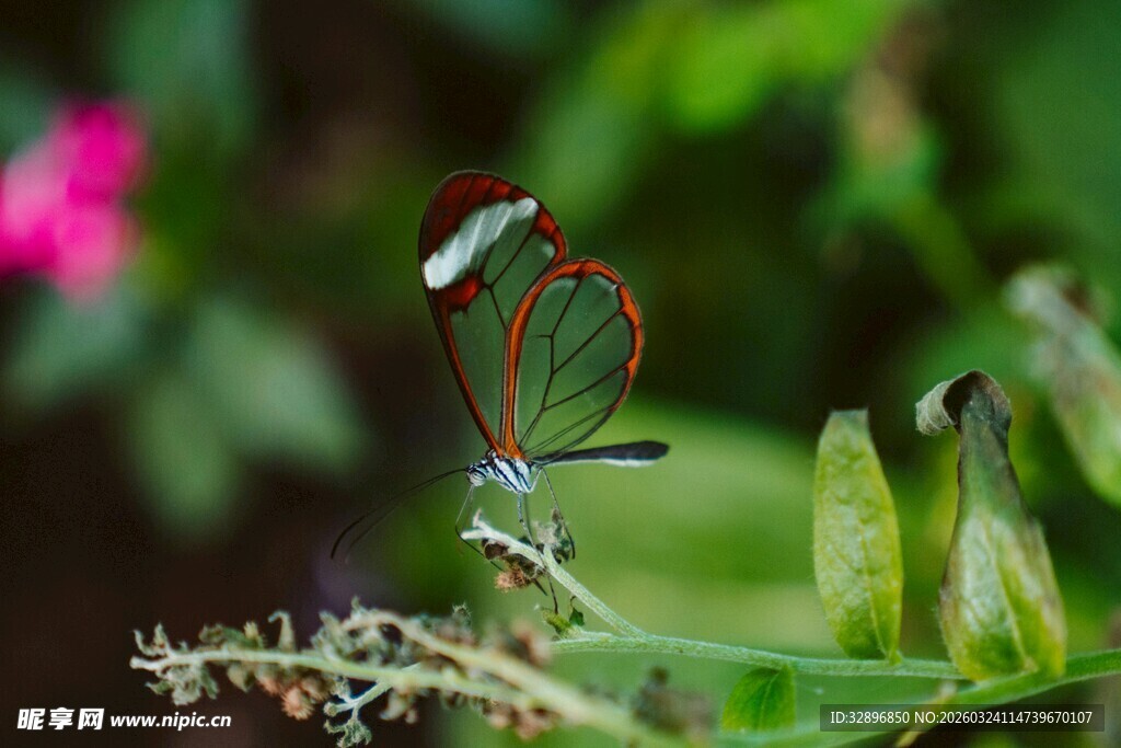 红翅蜻蜓栖息绿植间
