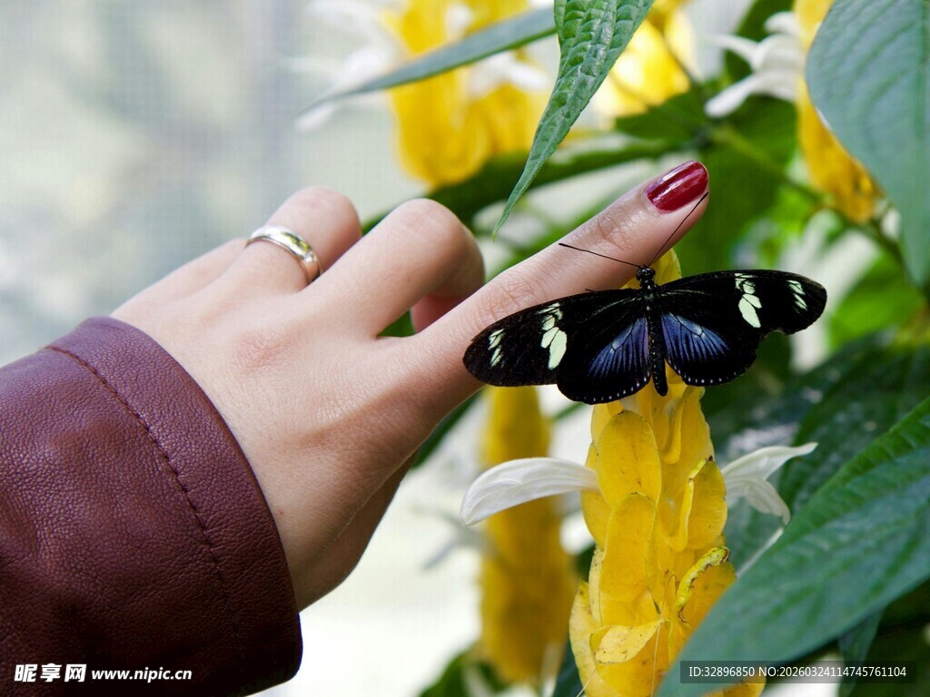 手触花朵上的黑蝴蝶