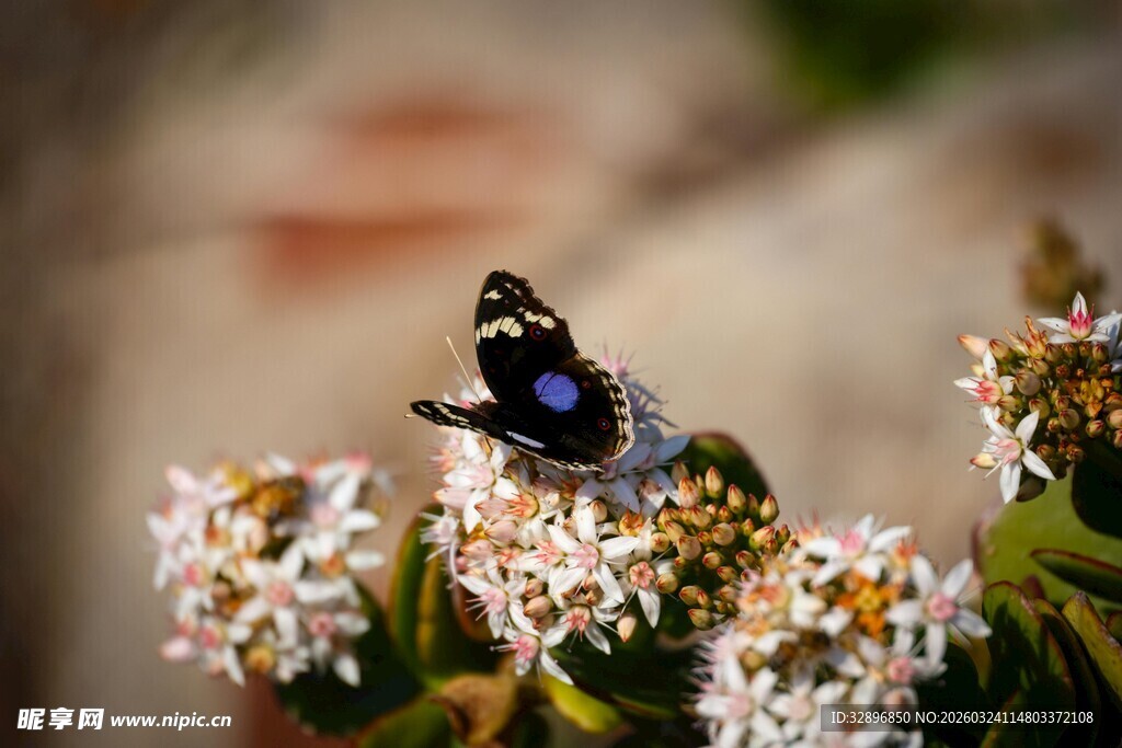 蝴蝶停驻在繁花之上