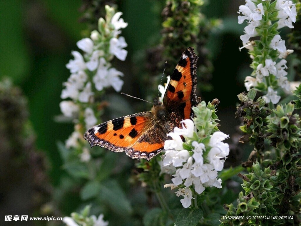 橙黑蝴蝶停于白色花朵