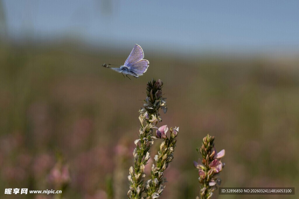 蓝蝶停于花草间