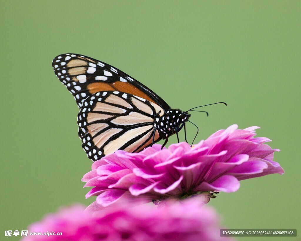 蝴蝶停驻粉色花朵上