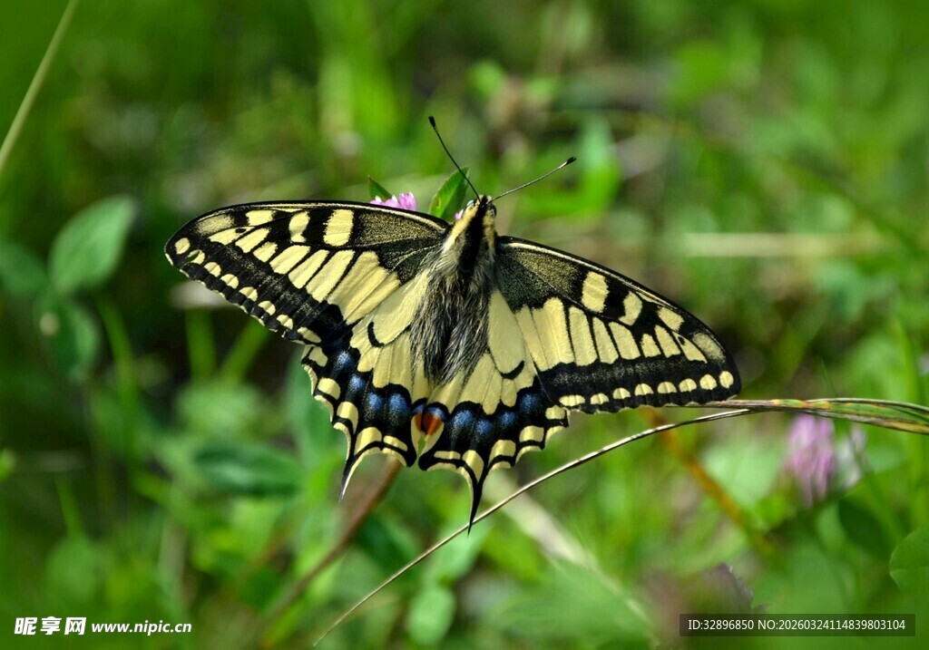 黄黑蝴蝶停于绿色草丛间