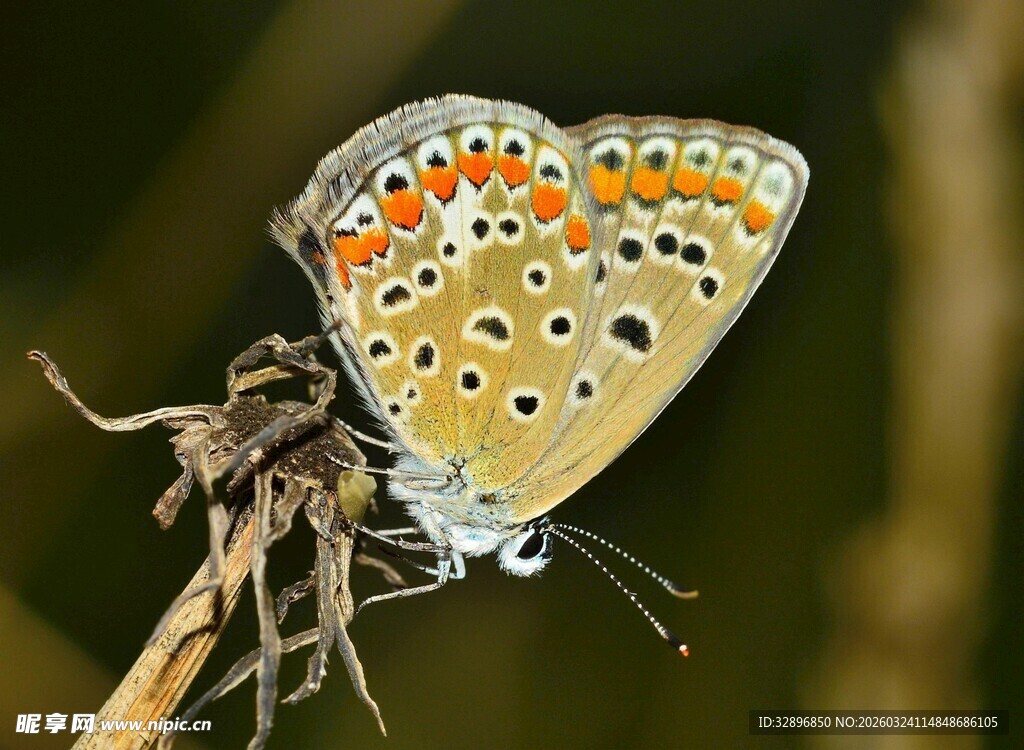 栖息于草茎的多彩蝴蝶