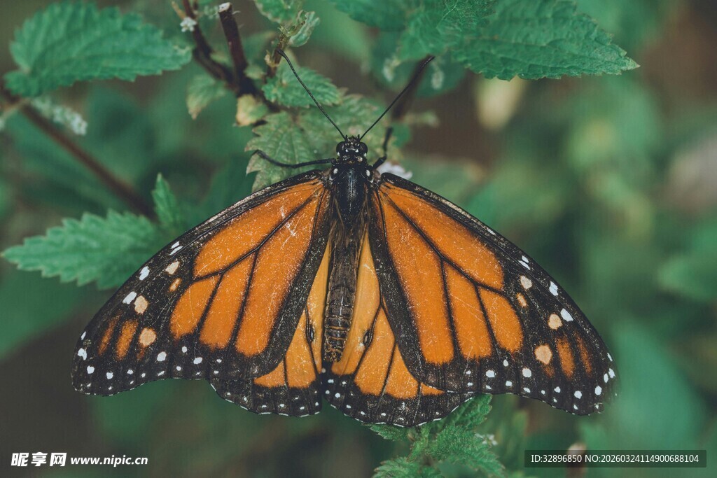 帝王蝶停驻绿叶间
