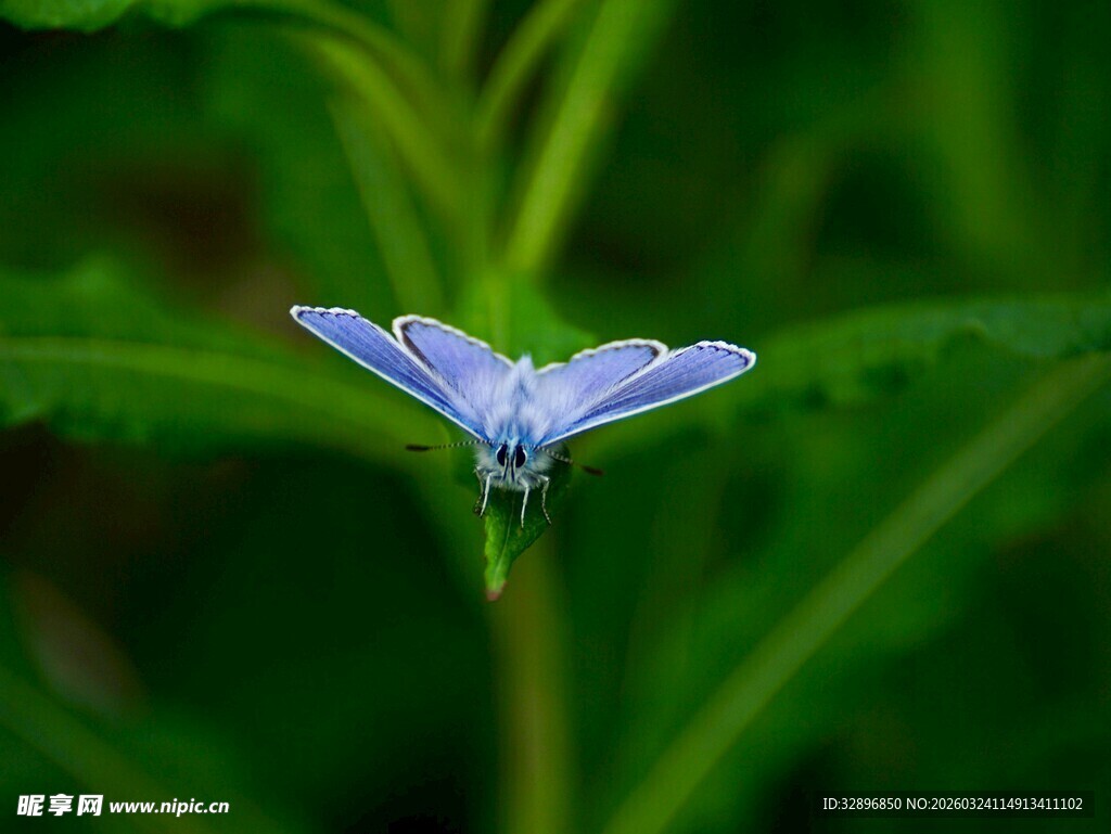 蓝蝴蝶花特写