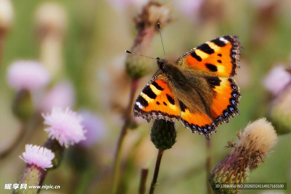 橙黑蝴蝶停于紫色花草间