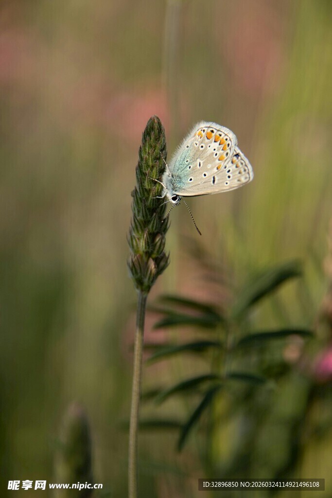 白色蝴蝶停驻绿色植物上