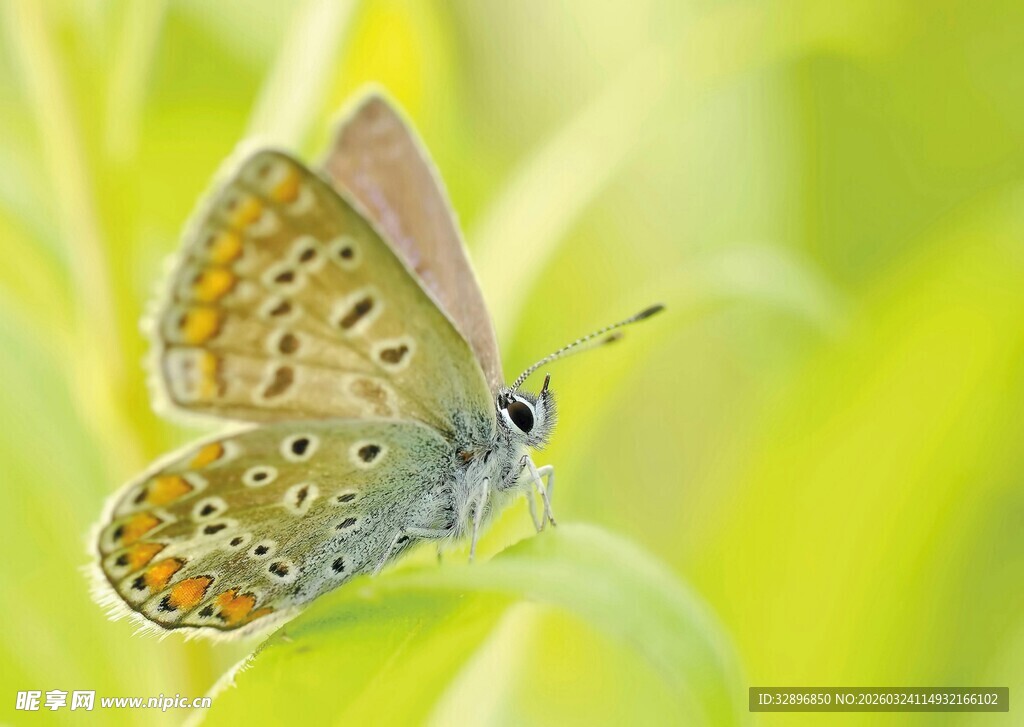 蓝蝴蝶停驻绿叶间