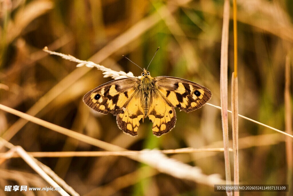 草丛中的斑斓蝴蝶