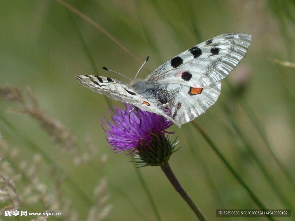蝴蝶停驻紫色花朵