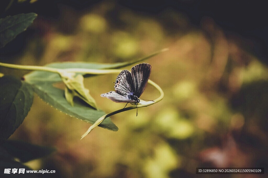 绿叶上停歇的美丽蝴蝶