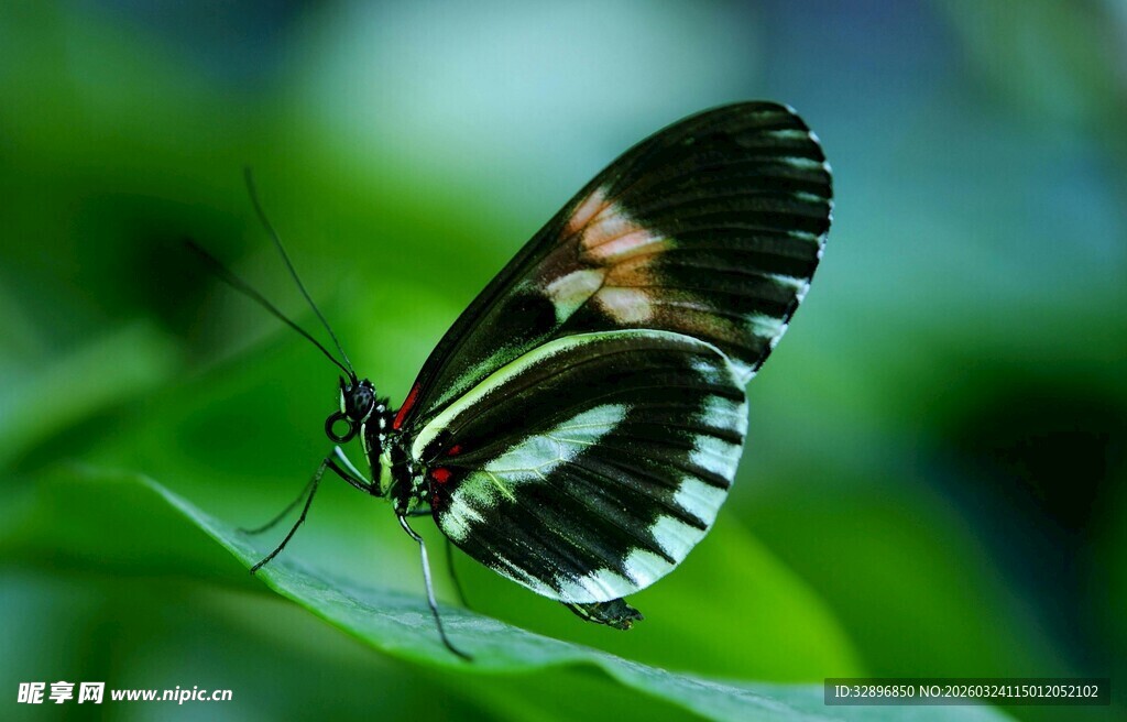 绿叶上的美丽蝴蝶
