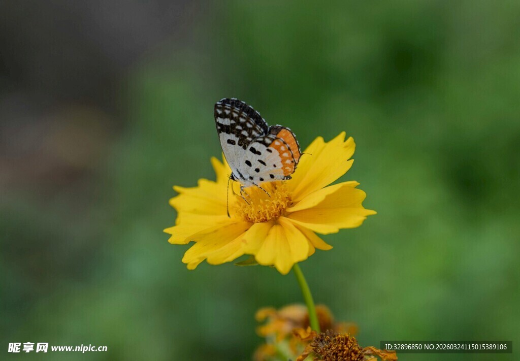 蝴蝶停驻黄色花朵上