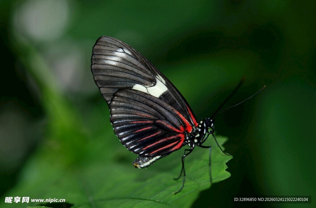 黑红条纹蝴蝶停于绿叶