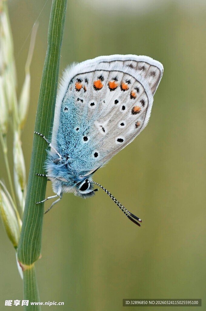 蓝蝴蝶停驻绿枝上