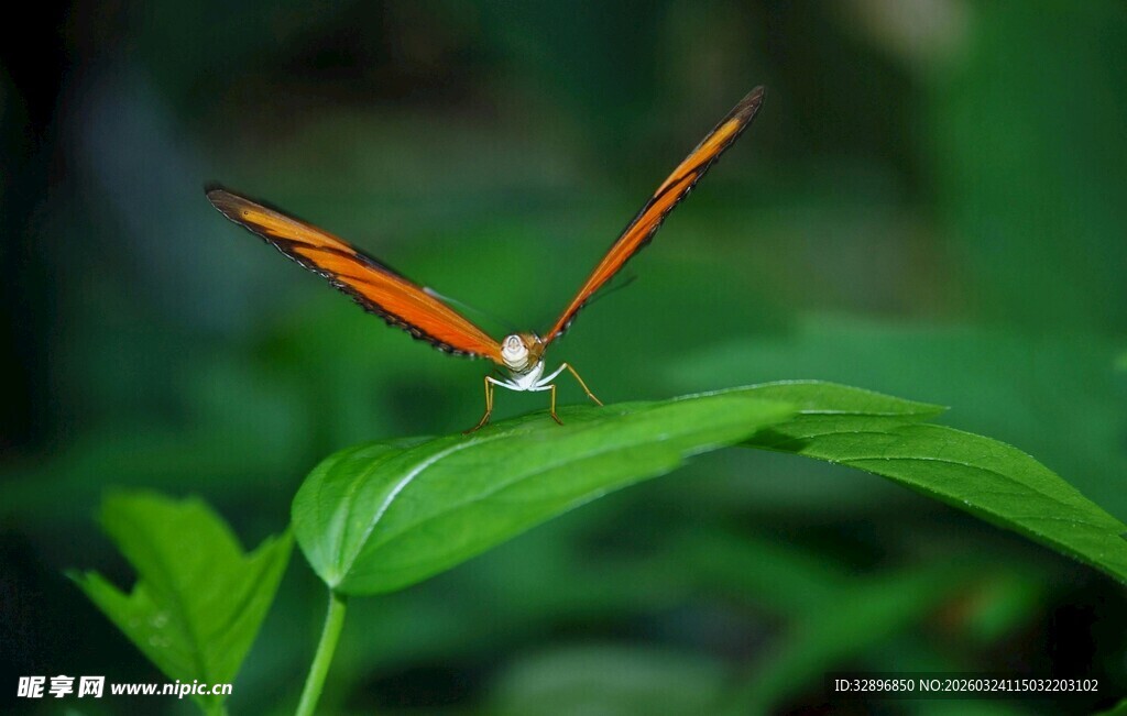 橙红长尾蜻蜓停于绿叶