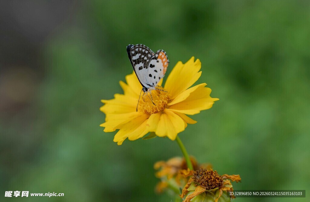 蝴蝶停驻黄色花朵