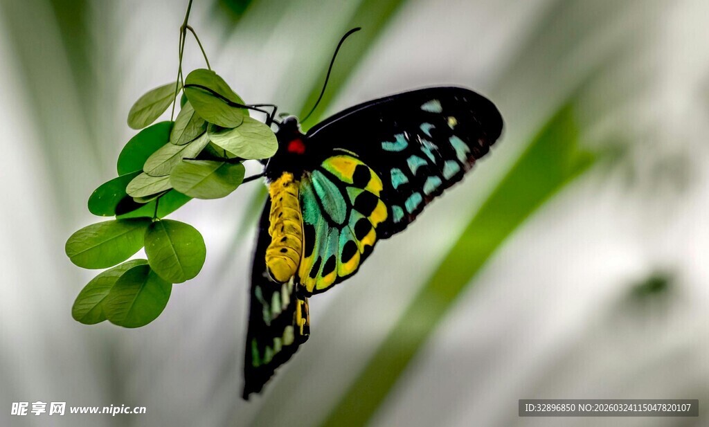 彩翼蝴蝶停于绿叶间