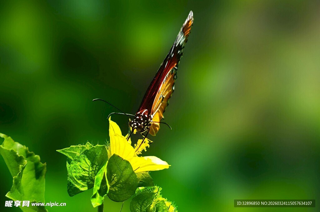 蜻蜓停驻黄色小花上