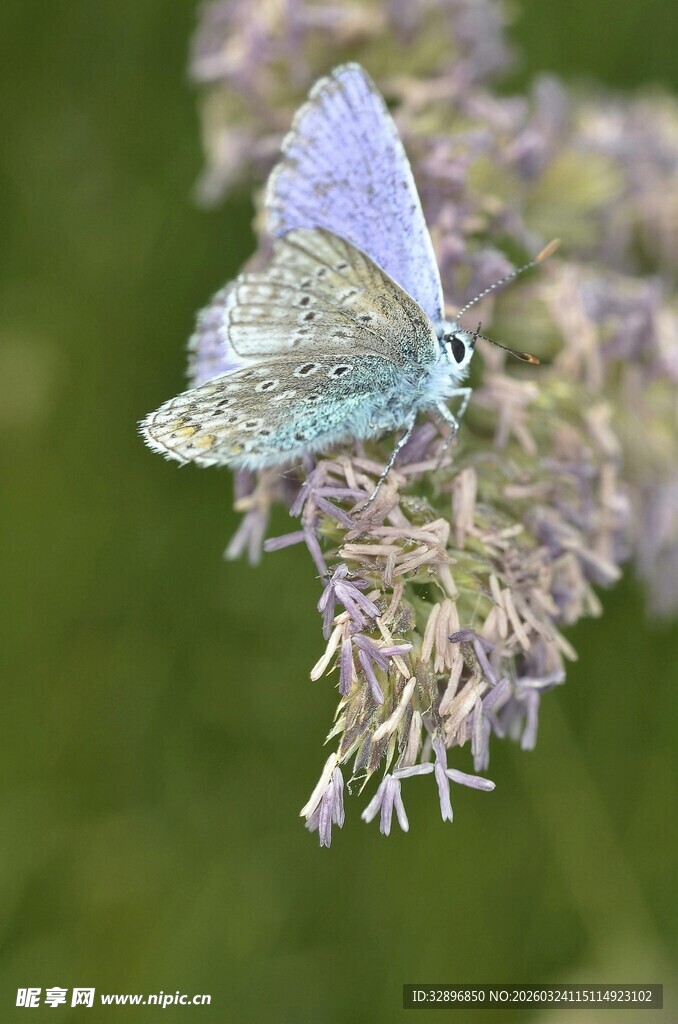 蓝蝴蝶停驻紫色花卉上