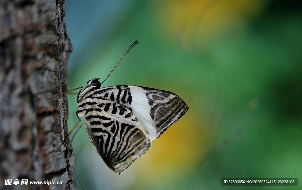 树干旁的条纹蝴蝶