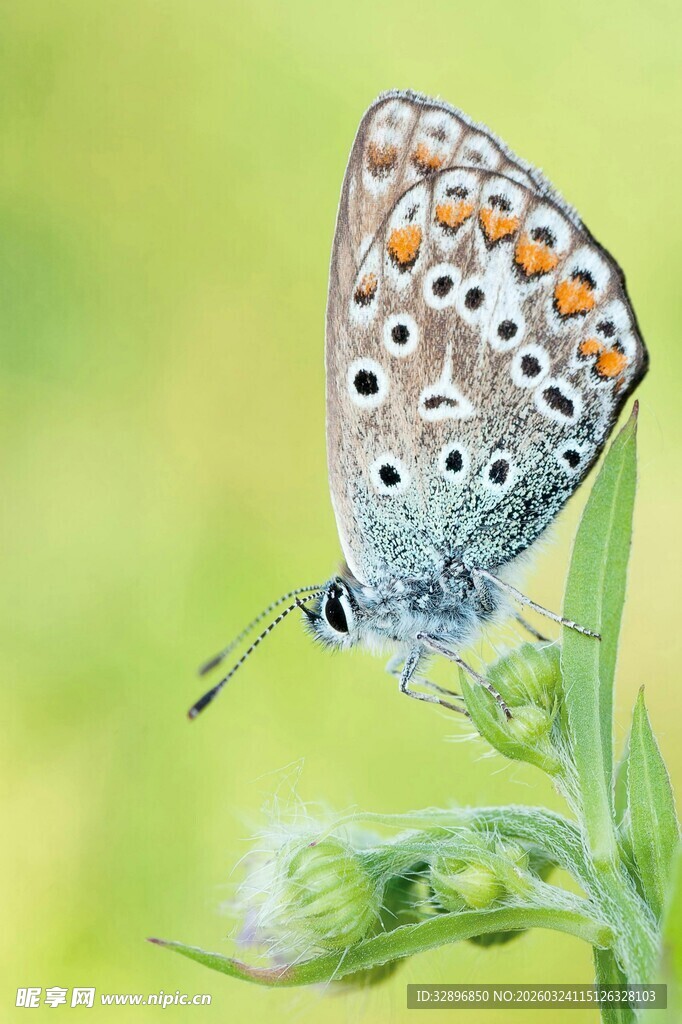 蓝灰蝶停驻绿叶之上