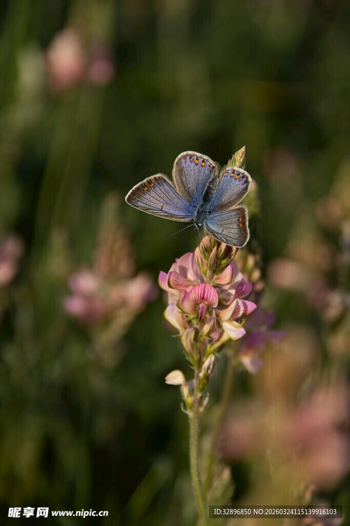 蓝蝶停驻于娇艳花朵上