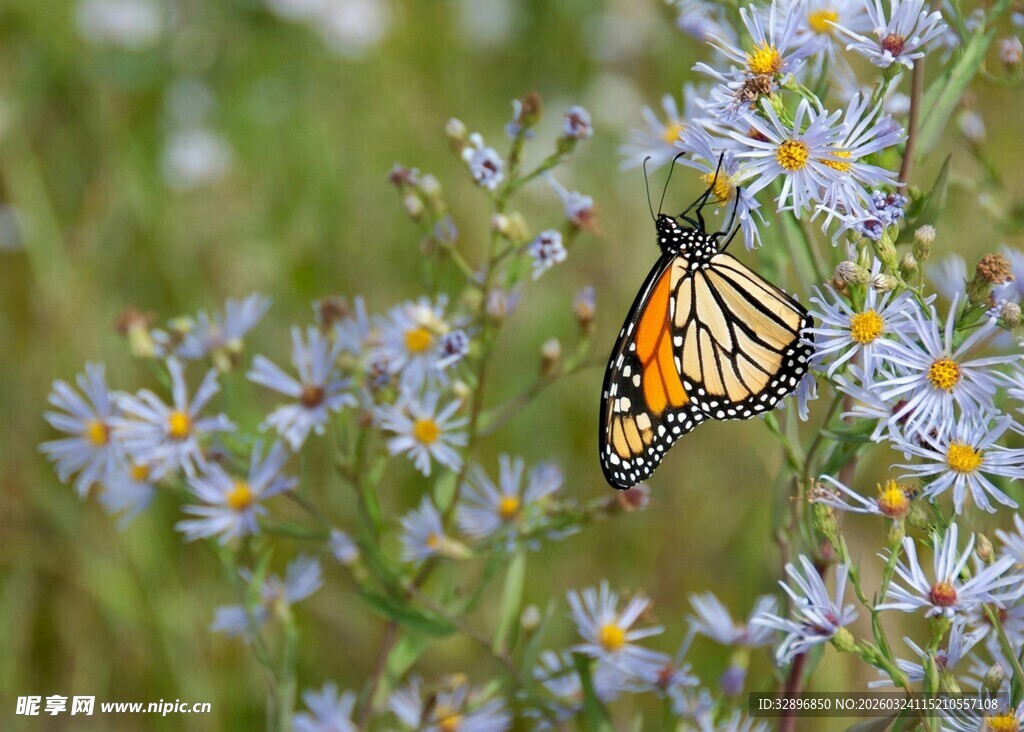 蝴蝶停驻在蓝紫色小花上