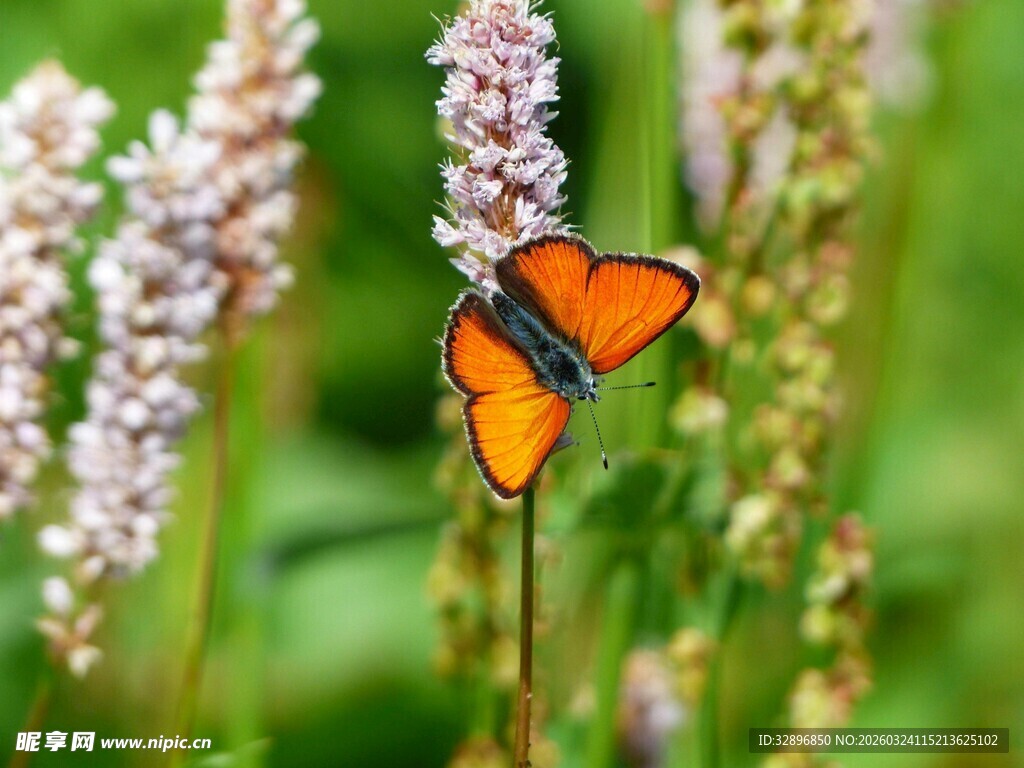 橙蝶停驻于淡雅花丛间