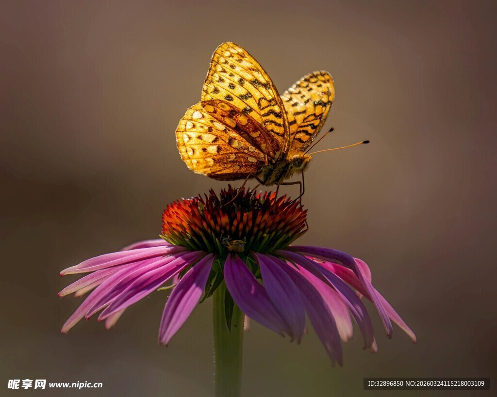 蝴蝶停驻紫锥花
