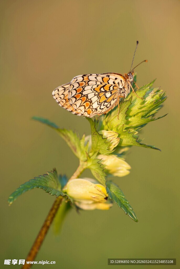 蝴蝶停驻于黄绿色花朵上