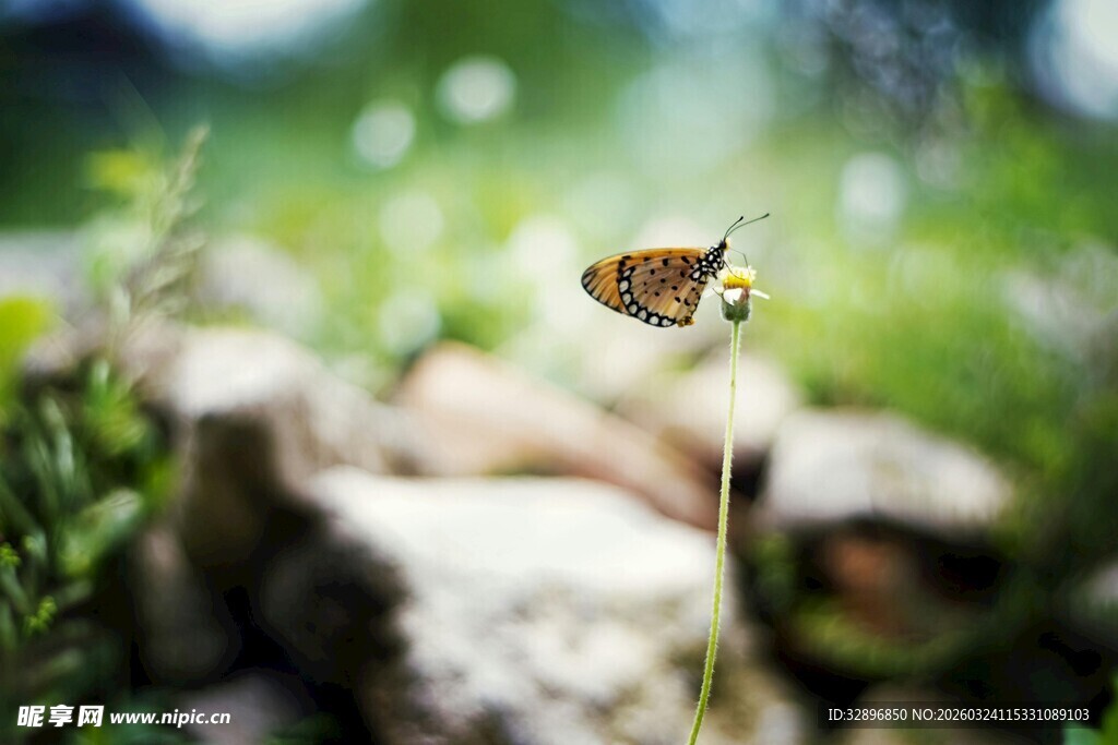 草丛中停歇的美丽蝴蝶
