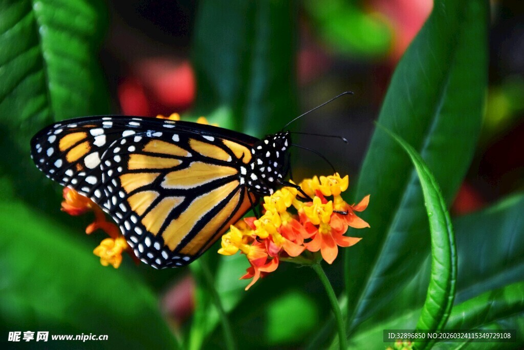 帝王蝶停驻多彩花朵上