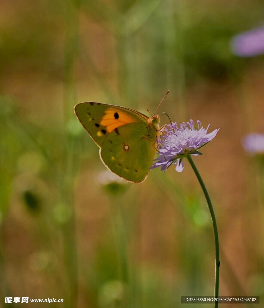 绿叶上的橙色斑点蝴蝶