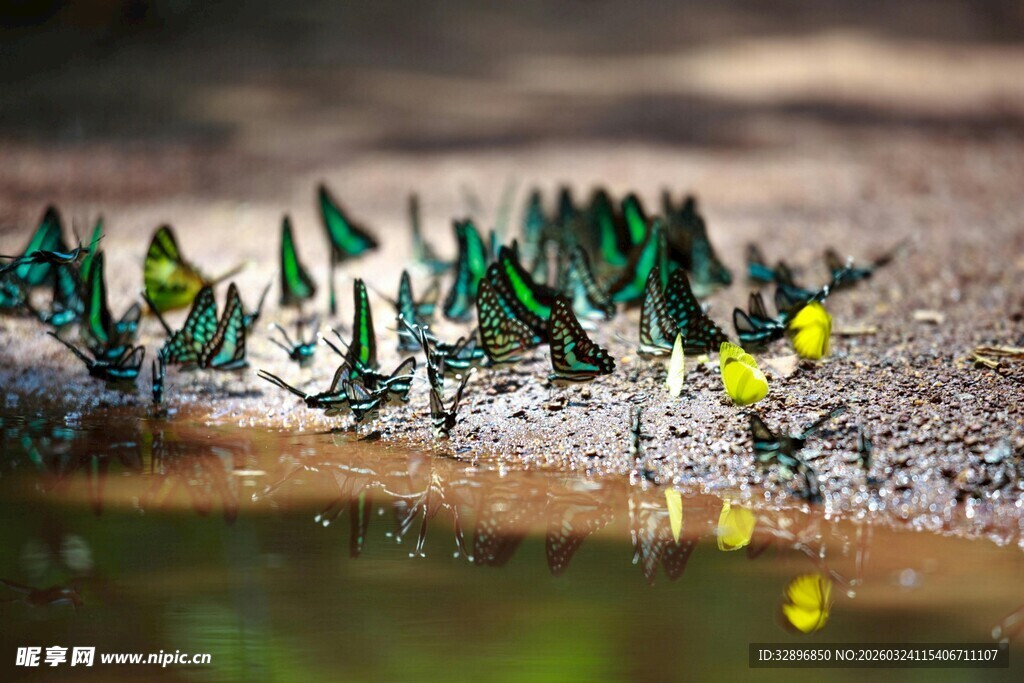 水边彩蝶聚集场景