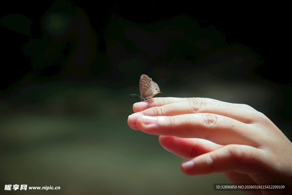 手心上的蝴蝶