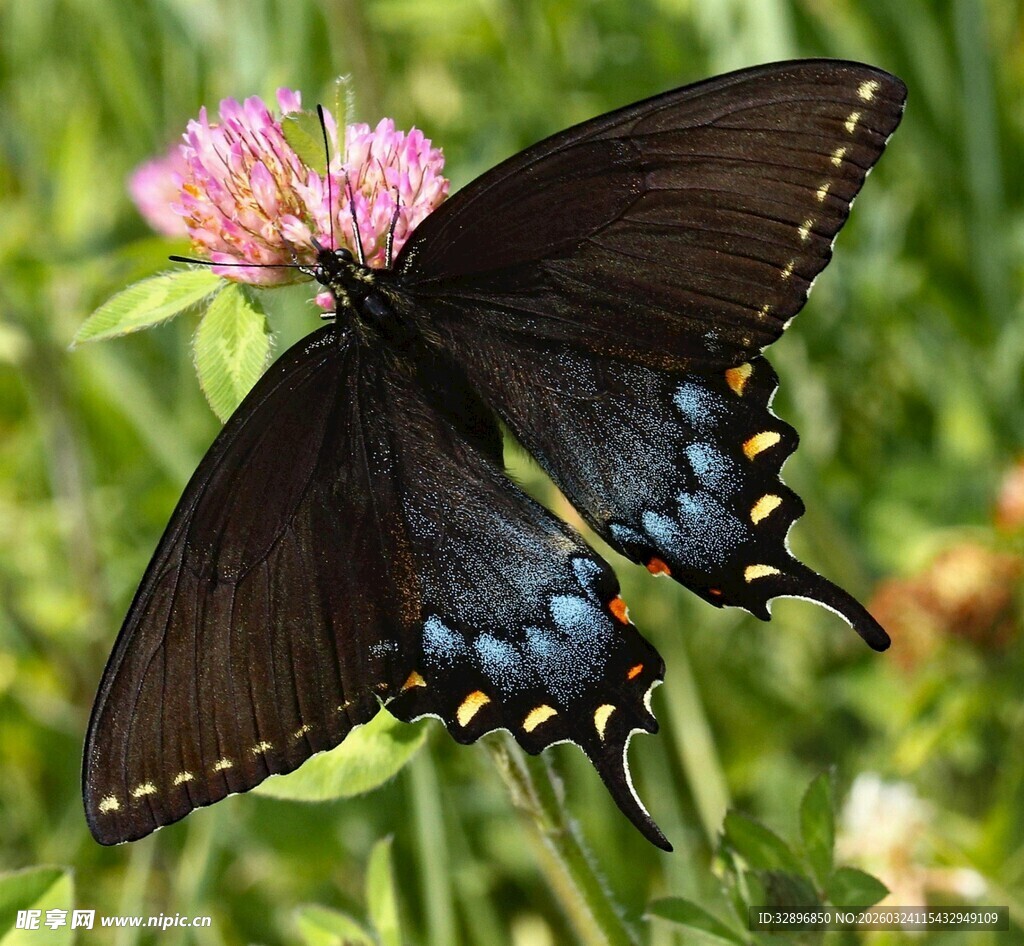 黑凤蝶停驻于粉花之上