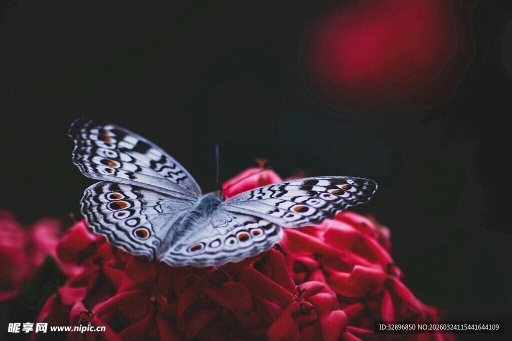 白蝶停红物上的美妙瞬间
