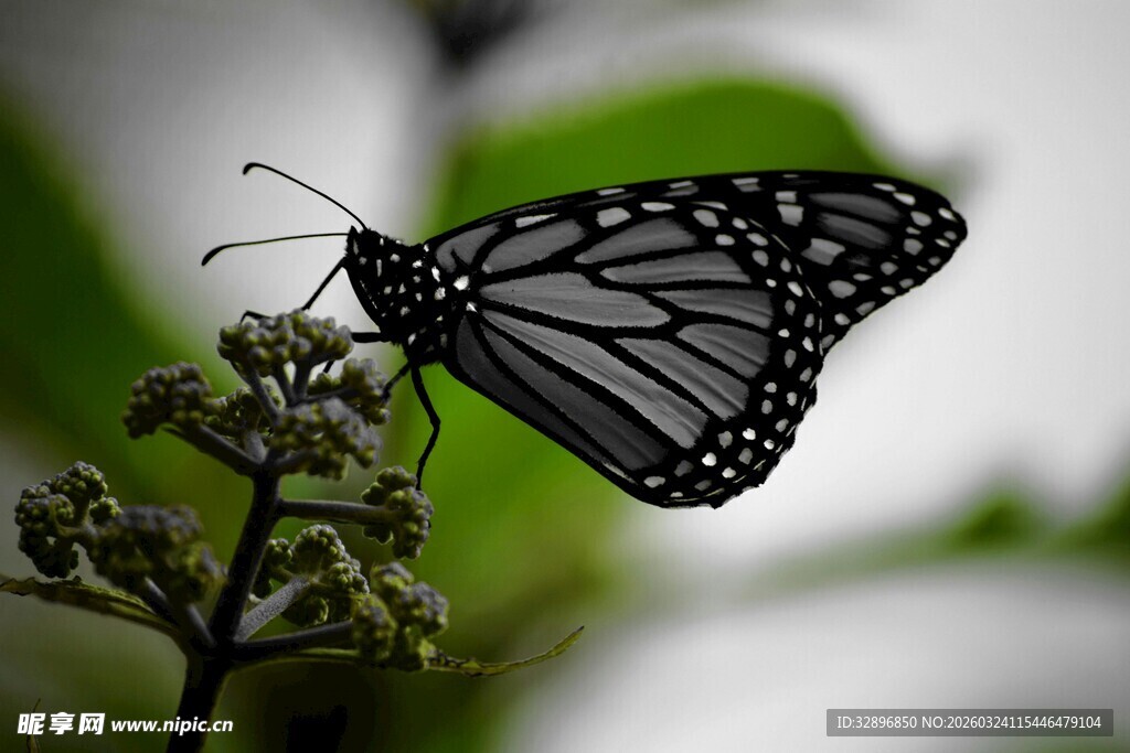 停留在植物上的黑纹蝴蝶
