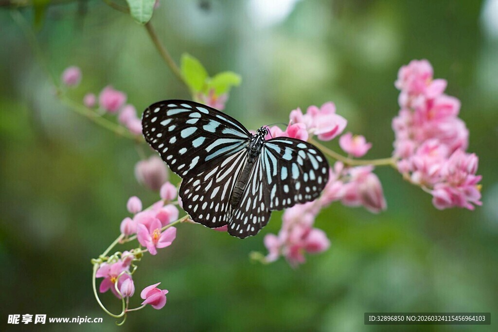 蝴蝶停驻粉色花朵上