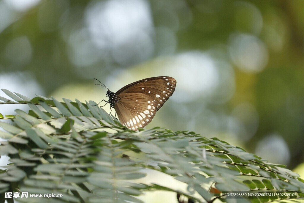 叶上停驻的美丽蝴蝶